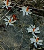  Corolla fallen on ground